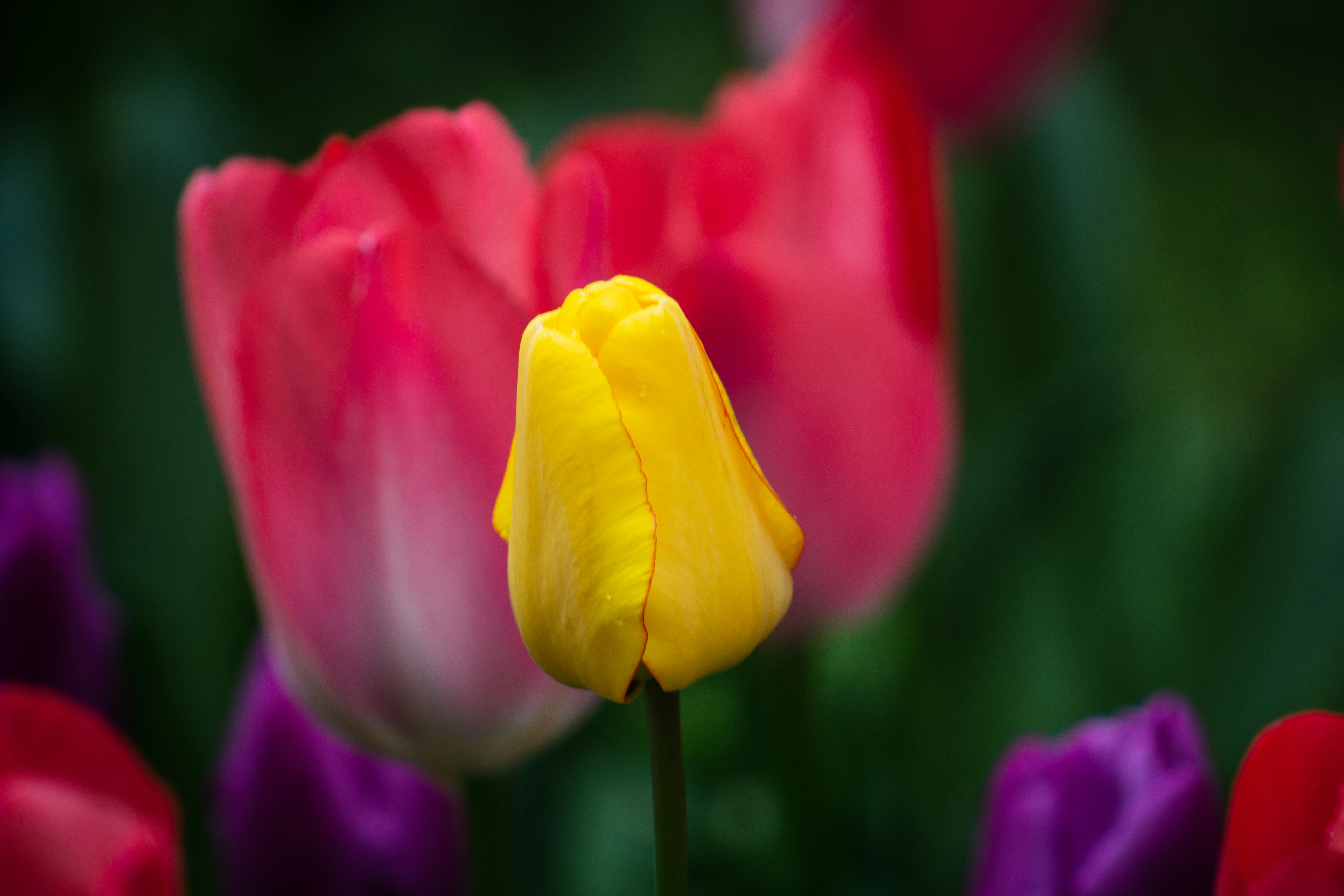 yellow and red tulips in bloom during daytime